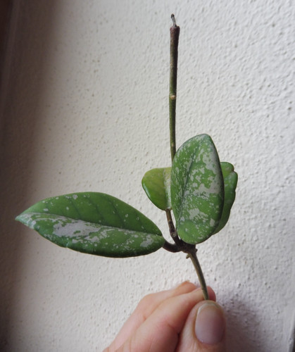 Ableger hoya carnosa wilbur - carnosa,