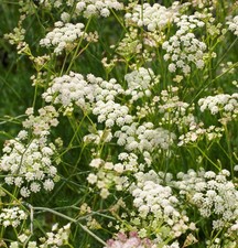 Bergfenchel - Seseli gracile
