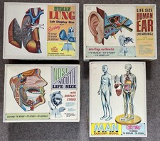 Seltene Vintage Anatomie-Modelle von Pyro Plastics (1960ER/70ER Jahre) In OVP