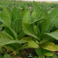 Tabak Virginia Gold Spanien 300+ Stück frische Samen, Nicotiana tabacum, Tabak siehe