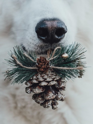Fotos von deinem hund - fotos,