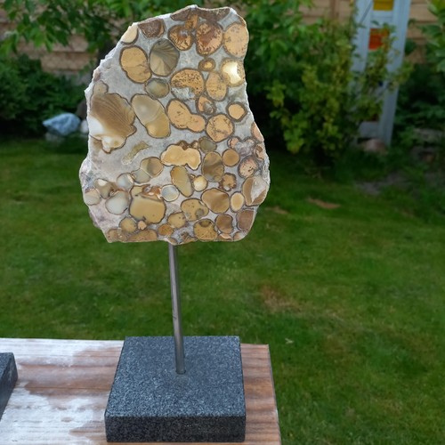Fossile koralle skulptur - koralle,