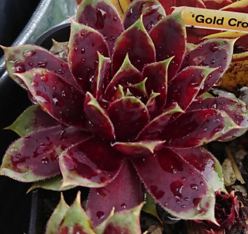 Sempervivum gold crown - sempervivum, crown"