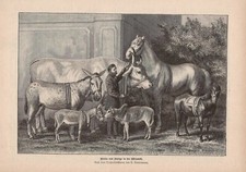 "Riesen und Zwerge" Pferd Pony Esel Rind wunderschöner HOLZSTICH von 1889 