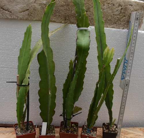 Epikaktus hybriden - 5,