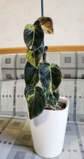 Philodendron Melanochrysum