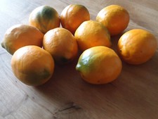 9 sommerliche Deko Pappmachée Zitronen  ca. 7 cm x 5,5 cm -  nicht essbar - TOP