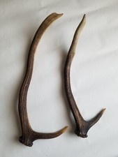 Geweihstangen/ Abwurfstangen vom Rothirsch zur Dekoration oder Bastelarbeiten