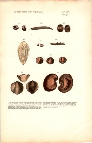 Antike handkolorierte - antike,