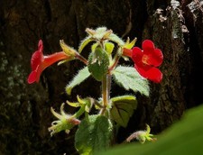 mini Achimenes Tiny Red