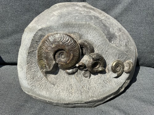 Multi ammonit fossil - multi,