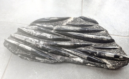 Große orthocera platte - orthocera,