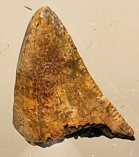 Gezackter nanotyrannus - gezackter,