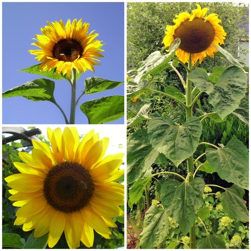 Angebot riesensonnenblume - angebot, !