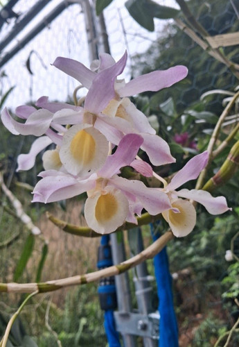 Dendrobium tortile orchidee - dendrobium,