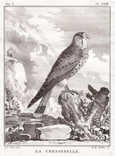 Falke falcon Faucon Turmfalke