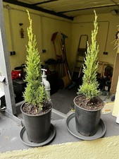 Cupressus Sempervirens 'Totem'