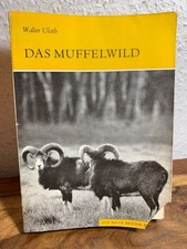 Das Muffelwild. Ovis ammon