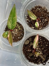 Philodendron Strawberry Shake