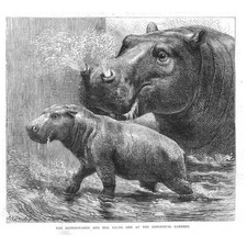 Nilpferd Mutter und ihr Junge