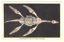 Holzmaden Schwäbische Alb Versteiner. Thaumatosaurus Reptilien Dinosaurier ~1915