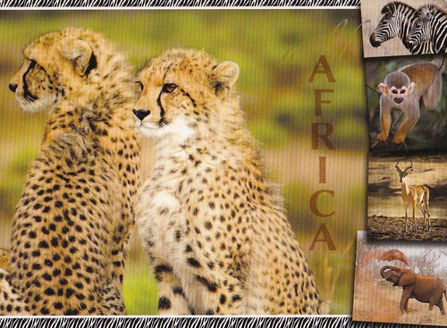 Zoo wildlife africa - zoo,