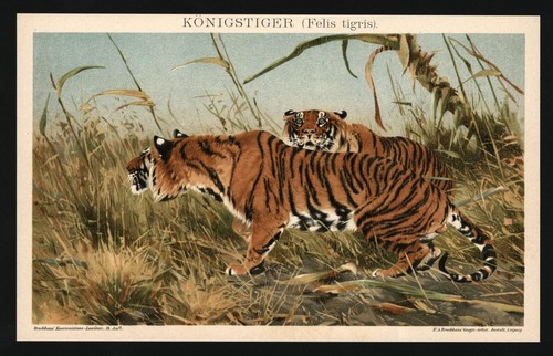 Lithographie anno 1896 - ,