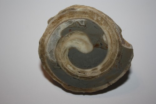 Fossile schnecke gosau 63 - gosau,