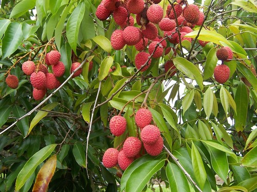 Litchi lychee - litchi,