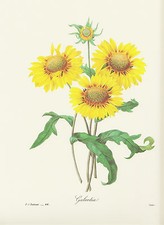 KOKARDE Gaillardia rustica