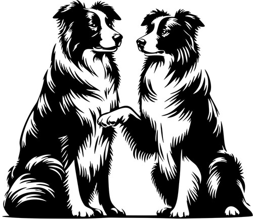 Border collies aufkleber - border,