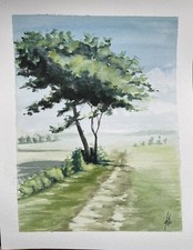 Original Aquarell Bild Kiefer