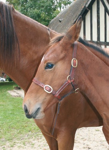 Neu fohlen mini - pony,