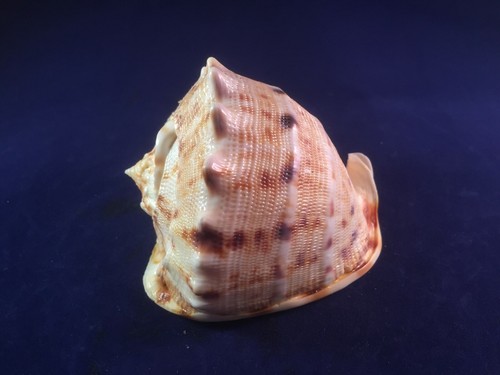 Schnecke m218 cassidae - schnecke,