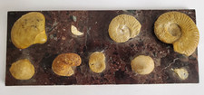 Alte Sammlung von Fossilien