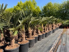 Trachycarpus Wagnerianus Freilandzucht bis zu 50 cm Stammhöhe frisch beschnitten