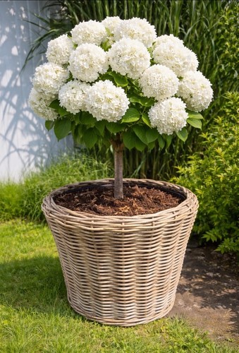 Van der leeden - van, drypot®
