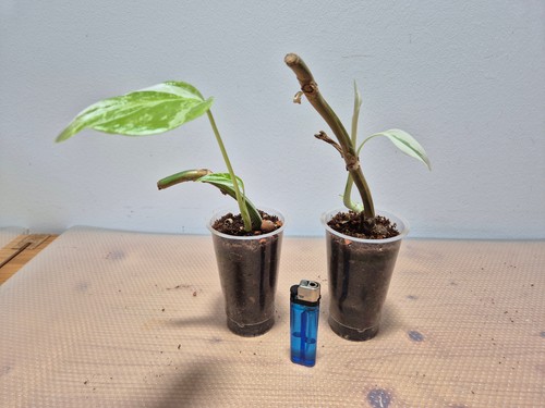 Monstera variegata 2x - variegata,,