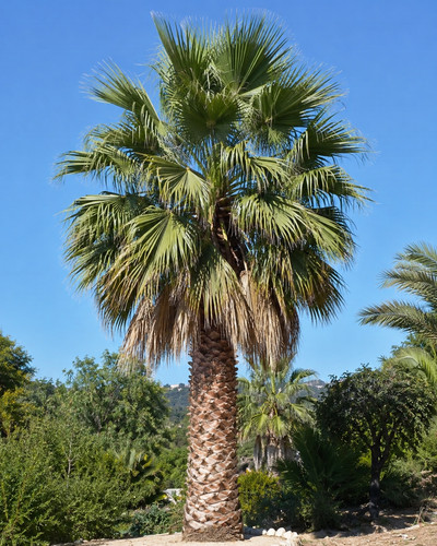 10x washington palme - 10x,