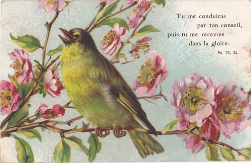 Phantasie verdier sperling - phantasie, verdier,