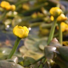 Wasserpflanzen Wolff im Pflanzkorb fix und fertig Nuphar lutea
