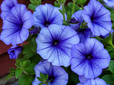 80001511 petunia himmelblau - 80001511,
