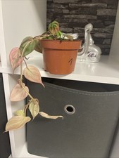 Philodendron Scandes Micans Pink Variegata,  Etablierte Pflanzen