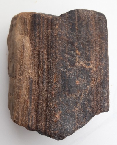 Verkieseltes holz aus der - verkieseltes,