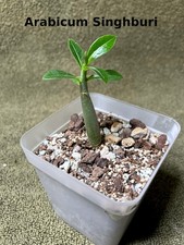 Adenium obesum, Wüstenrose -