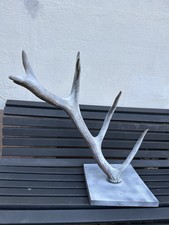 Rotwild Reh Geweih Trophäe 