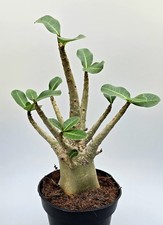 Sehr schöne Adenium Baobab