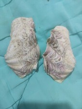 Muschel Tridacna Maxima 10x5