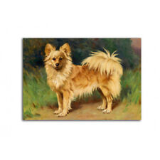 SPITZ  POMERANIAN     *    Postkarte ***   POSTCARD  # 123