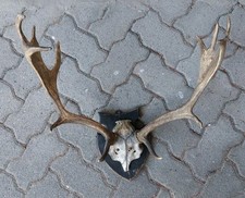 Hirschgeweih Geweih 14 Ender